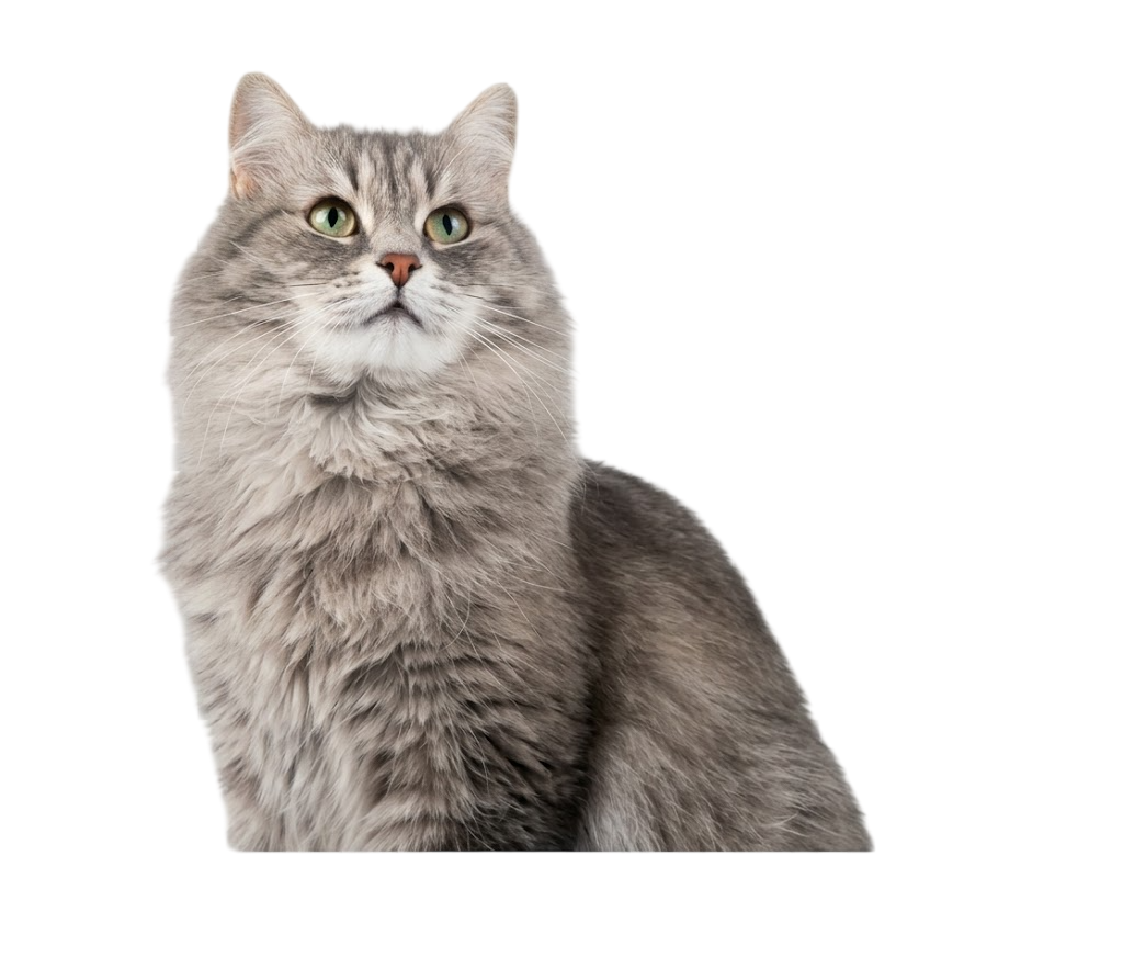 Gato Gris