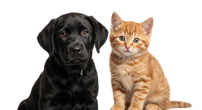 Zooki Mascotas